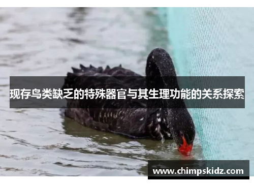 现存鸟类缺乏的特殊器官与其生理功能的关系探索